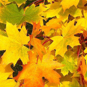 Why do leaves change colour in autumn? - Groep 1-4