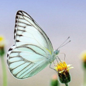 The life cycle of butterflies - Groep 1-4