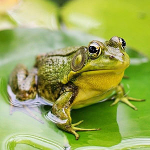 The life cycle of frogs - Groep 5-8