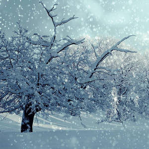 What do animals do in wintertime? - Groep 1-4