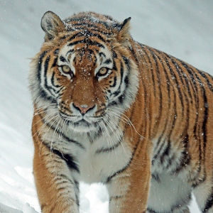 Zoo Animals - Groep 1-3